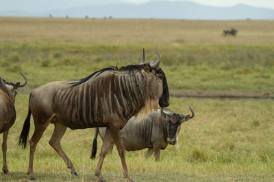 Wildebeest in a field