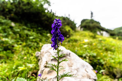 Close-up of purple flowering plant on field