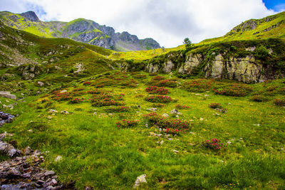 Scenic view of field against sky