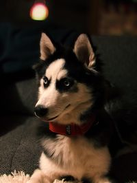 Close-up of dog looking away