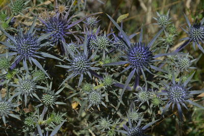 Close-up of purple flowering plants