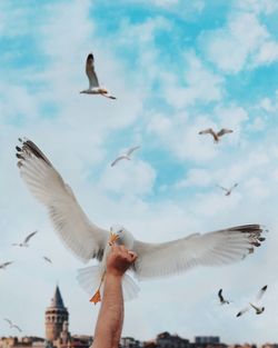 Low angle view of hand feeding seagull flying against sky