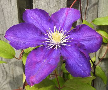 Close-up of purple flower