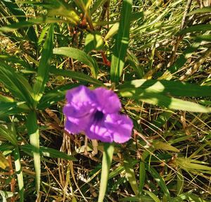 High angle view of purple flower blooming on field