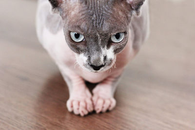 Close-up portrait of cat