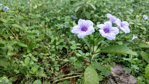 Close-up of purple flowers