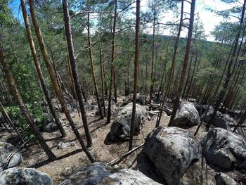 Trees in forest