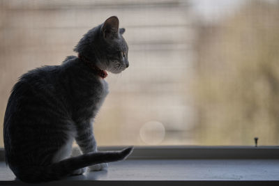 Close-up of dog sitting outdoors