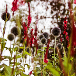 Close-up of red flowers