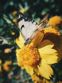 Close-up of butterfly pollinating on yellow flower