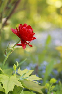 Close-up of red flower