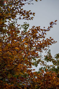 Low angle view of tree against sky