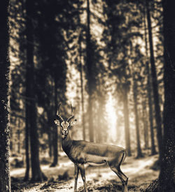 Deer in a forest