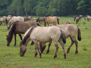 Wild horses in germany