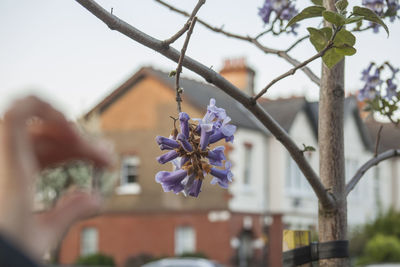 Close-up of purple flowering plant