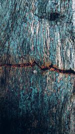 Full frame shot of tree trunk