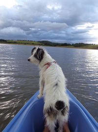 Dog sitting on boat in lake against sky