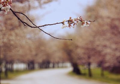 Close-up of branch against sky