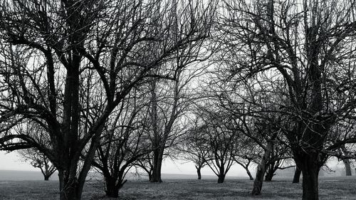 Bare trees on field