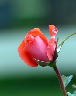 Close-up of pink rose