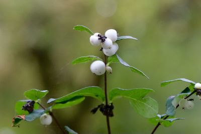 Close-up of white flowering plant