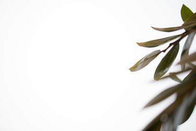 Close-up of plant against white background