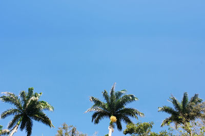 Low angle view of palm trees against blue sky