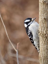 Close-up of bird perching on branch