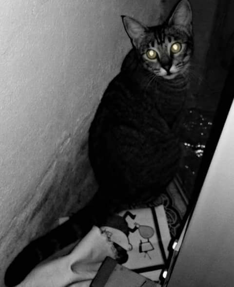 CLOSE-UP PORTRAIT OF CAT SITTING ON FLOOR