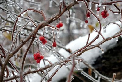 Close-up of frozen berries on tree during winter