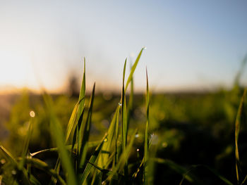 Close-up of crops growing on field against sky