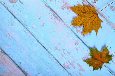 High angle view of maple leaves on wood during autumn