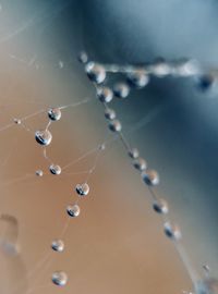 Close-up of raindrops on spider web