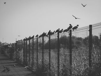 Birds flying in the sky