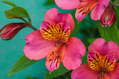 Close-up of day lily blooming outdoors