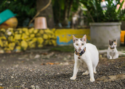 Portrait of cat