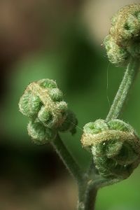 Curled green fern in the forest