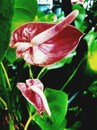 Close-up of pink flower