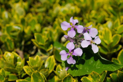 Close-up of purple flowering plant