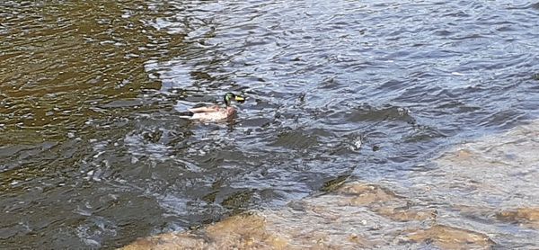 High angle view of ducks swimming in lake