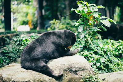 View of an animal on rock