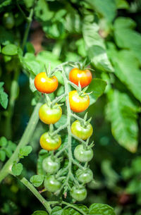 Close-up of fruits on plant