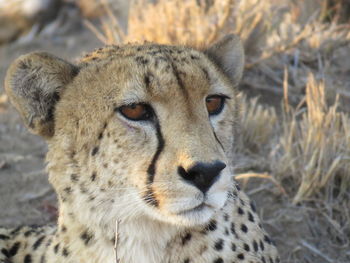 Close-up portrait of lion