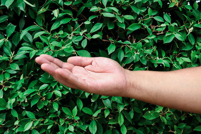 Close-up of hand against plant