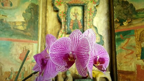 Close-up of flowers blooming indoors