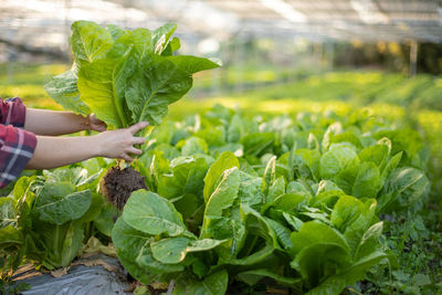 Person holding leaf