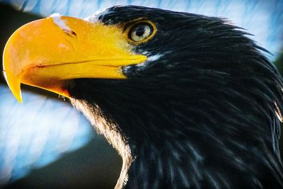 Close-up portrait of bird of prey