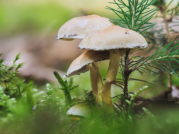 Close-up of mushroom growing on field