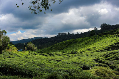 Scenic view of agricultural field against sky