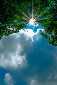 Low angle view of sunlight streaming through trees